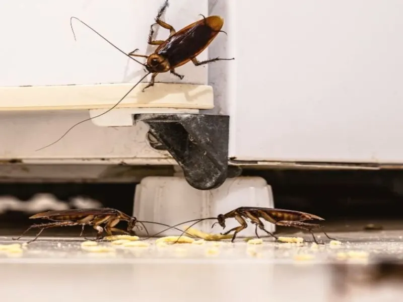 El problema real de las cucarachas en cocinas de Mexicali